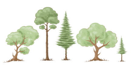 Cartoon painted trees and fir trees with a brown trunk and green foliage. Fairy tale forest. Illustration on a transparent background, hatching, vintage clipart.