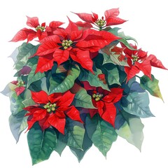 A rustic watercolor of Euphorbia pulcherrima Poinsettia during the Christmas season, festive reds and dark greens, vivid watercolor, white background, 100% isolate