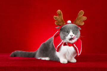 a cute british shorthair cat with Christmas reindeer dresses
