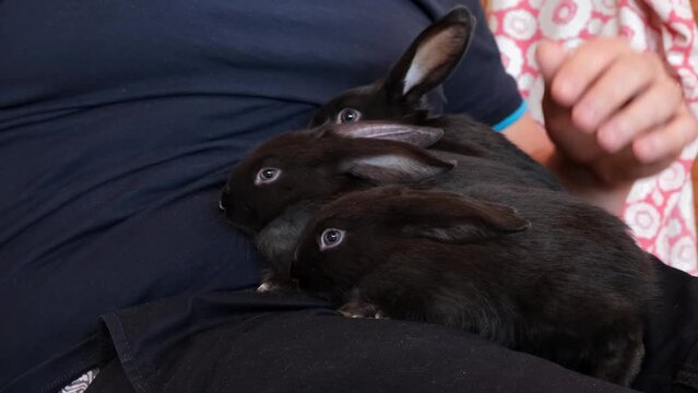 Three tiny black rabbits sit on the man hands. Domestic bunny. Hare pets. Symbol of eastern calendar. Easter holiday. Farm animals husbandry. Decorative breed. Video 4K footage