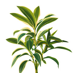 Explore the unyielding growth of the Dracaena reflexa Song of India in subtropical environments