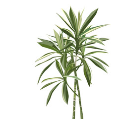 Explore the unyielding growth of the Dracaena reflexa Song of India in subtropical environments