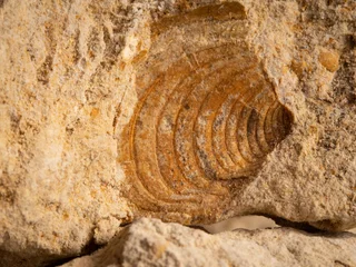 Fotobehang closeup of a fossilized sea shell imprint in limestone © Маргарита Вайс