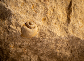 macro photo small fossilized shell in limestone
