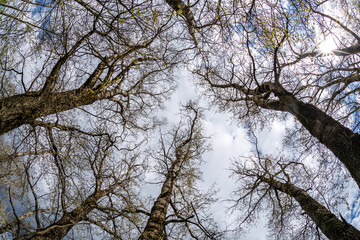 bare crowns and clumsy branches  of huge oak trees growing in sky