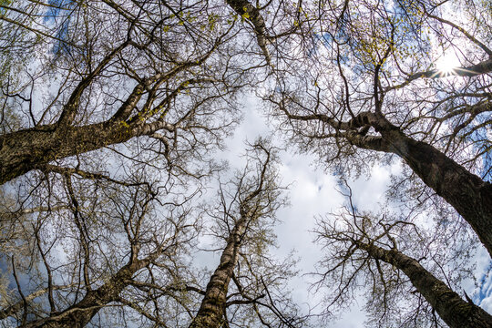 bare crowns and clumsy branches  of huge oak trees growing in sky