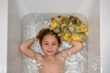 Happy beautiful child, kid, playing with small beautiful ducklings or goslings, cute fluffy yellow animal birds in bathtub - 795226874