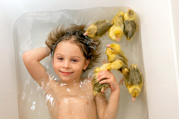Happy beautiful child, kid, playing with small beautiful ducklings or goslings, cute fluffy yellow animal birds in bathtub - 795226878
