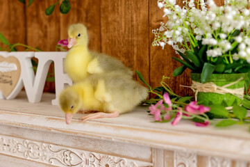 Cute little yellow goslings, sitting on fireplace table - 795226899