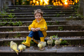 Cute little school child, playing with little gosling in the park on a rainy day - 795227005