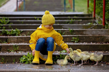 Cute little school child, playing with little gosling in the park on a rainy day - 795227010