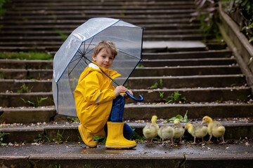 Cute little school child, playing with little gosling in the park on a rainy day - 795227015