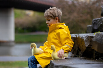 Cute little school child, playing with little gosling in the park on a rainy day - 795227031