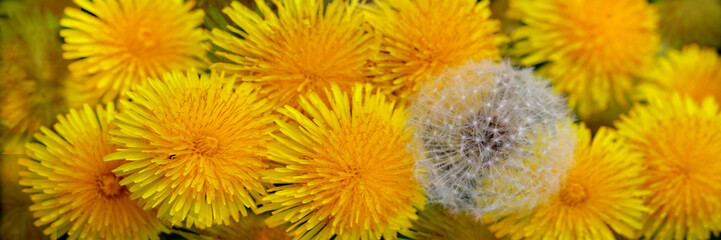 Löwenzahn (Taraxacum) Pflanze mit gelben Blüten und Pusteblume, Panorama  - obrazy, fototapety, plakaty