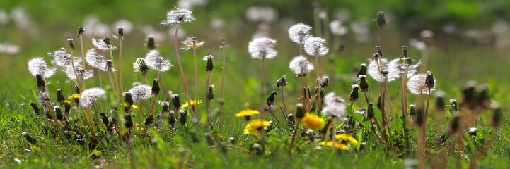 Gewöhnliche Löwenzahn (Taraxacum) und Pusteblume, Samen in Blumenwiese, Frühling, Panorama 