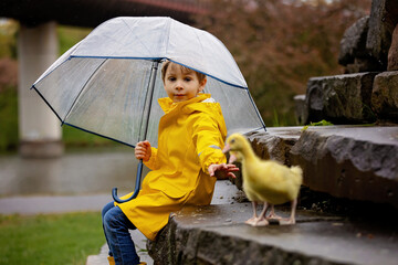 Cute little school child, playing with little gosling in the park on a rainy day - 795227077