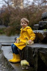 Cute little school child, playing with little gosling in the park on a rainy day - 795227085