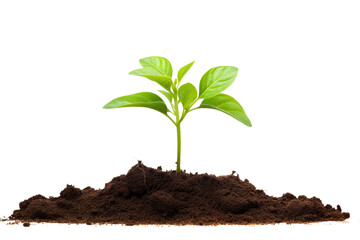 young spout seedling growing from earth soil, isolated on white or transparent