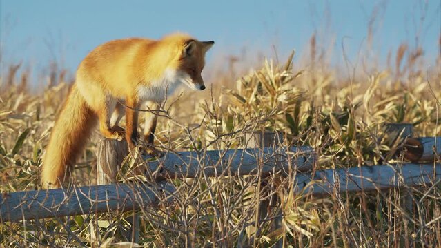 獲物の気配を探るキタキツネ