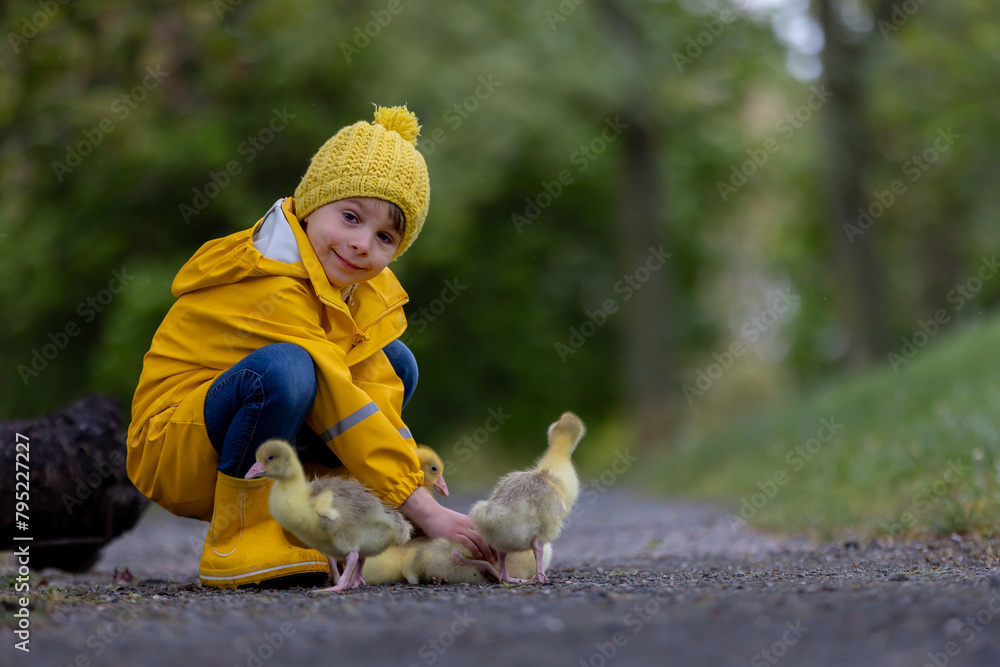 Poster Cute little school child, playing with little gosling in the park on a rainy day