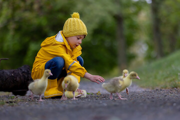 Cute little school child, playing with little gosling in the park on a rainy day - 795227208