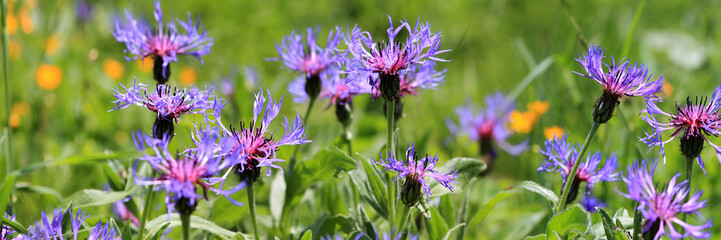 Berg-Flockenblume (Cyanus montanus) Panorama 