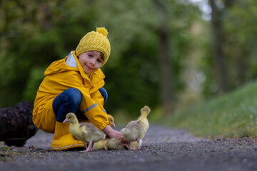 Cute little school child, playing with little gosling in the park on a rainy day - 795227227