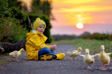 Cute little school child, playing with little gosling in the park on a rainy day - 795227234