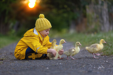 Cute little school child, playing with little gosling in the park on a rainy day - 795227246
