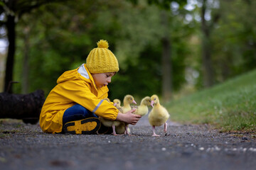 Cute little school child, playing with little gosling in the park on a rainy day