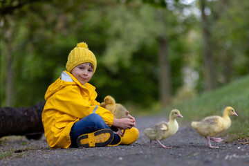 Cute little school child, playing with little gosling in the park on a rainy day - 795227251