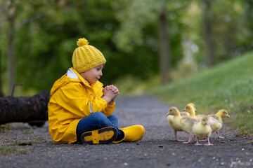 Cute little school child, playing with little gosling in the park on a rainy day - 795227267