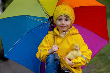 Cute little school child, playing with little gosling in the park on a rainy day - 795227290