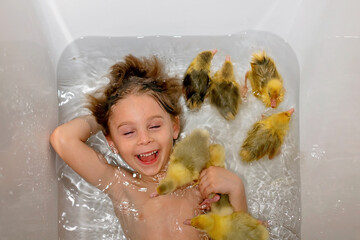 Happy beautiful child, kid, playing with small beautiful ducklings or goslings, cute fluffy yellow animal birds in bathtub - 795227462