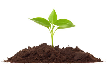 young spout seedling growing from earth soil, isolated on white or transparent
