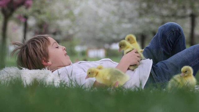 Happy beautiful child, boy kid, playing with small beautiful ducklings or goslings, cute fluffy yellow animal birds in the park