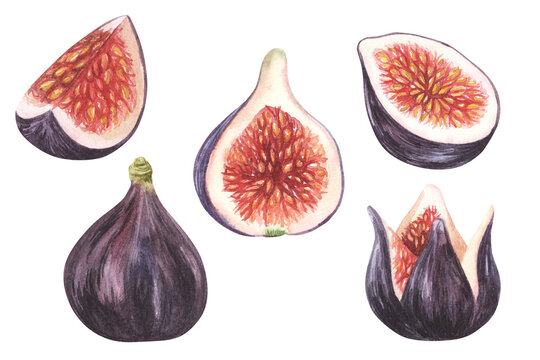 Fresh ripe purple fig fruit and leaf set. Watercolor hand drawn illustration isolated on white background. For cafe, packaging design