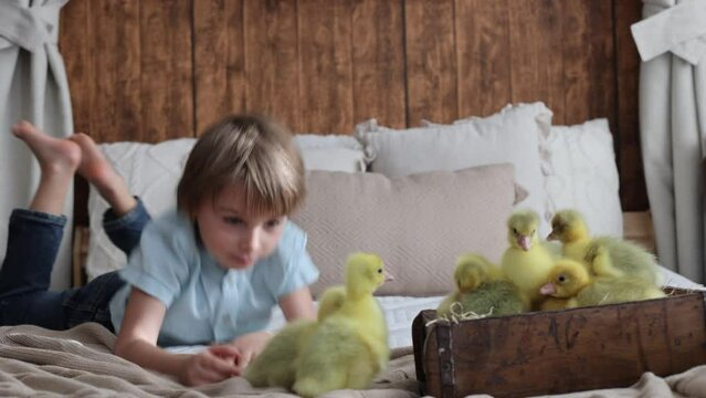 Happy beautiful child, kid, playing with small beautiful ducklings or goslings,, cute fluffy animal birds