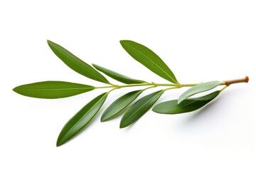 Olive branch plant herbs leaf. - obrazy, fototapety, plakaty