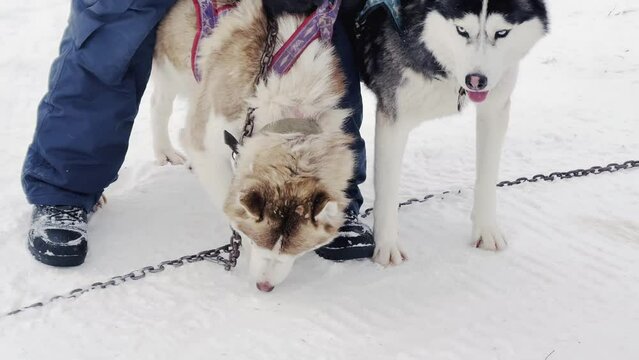 A person is holding two dogs on a leash in the snow. The dogs are sniffing the ground