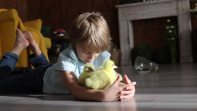 Happy beautiful child, kid, playing with small beautiful ducklings or goslings,, cute fluffy animal birds