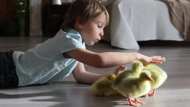 Happy beautiful child, kid, playing with small beautiful ducklings or goslings,, cute fluffy animal birds