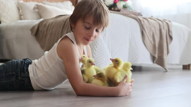 Happy beautiful child, kid, playing with small beautiful ducklings or goslings,, cute fluffy animal birds