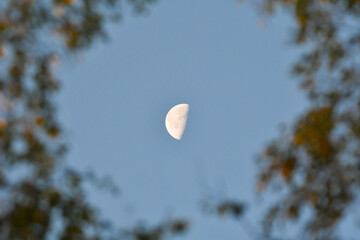 Half moon peeking through the trees at a local park in Finland during autumn