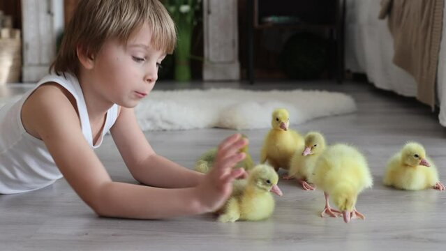 Happy beautiful child, kid, playing with small beautiful ducklings or goslings,, cute fluffy animal birds