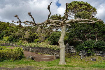 Azores. Pico Island. Beautiful amazing landscape. A tree of unusual shape. Sycamore. Countryside....