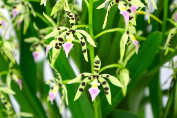 エピデンドラム