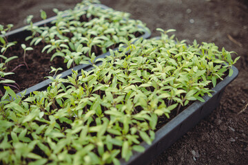 Seedlings of tomatoes in a plastic box on the ground.