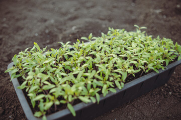 Seedlings of tomatoes in a plastic box on the ground.