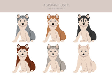 Alaskan husky puppy clipart. Different poses, coat colors set